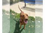 Vizsla Mix DOG FOR ADOPTION RGADN-1244172 - GUCCI - Vizsla / Mixed (medium coat)