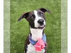 Pointer DOG FOR ADOPTION RGADN-1244173 - SCARLETT - Pointer (medium coat) Dog