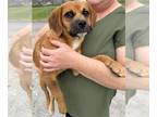 Beagle Mix DOG FOR ADOPTION RGADN-1244185 - ROSE - Beagle / Mixed (medium coat)