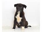 Akita-Labrador Retriever Mix DOG FOR ADOPTION RGADN-1244186 - MARSHALL -
