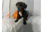 Border Terrier-Labrador Retriever Mix DOG FOR ADOPTION RGADN-1244189 - Bruiser -