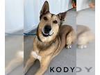 German Shepherd Dog Mix DOG FOR ADOPTION RGADN-1244194 - KODY - German Shepherd