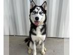 Mix DOG FOR ADOPTION RGADN-1244197 - DENALI - Husky (medium coat) Dog For