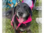 Labbe DOG FOR ADOPTION RGADN-1244208 - Lillie Blackstone: At the shelter -