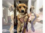 Beagle Mix DOG FOR ADOPTION RGADN-1244228 - Sassy - Beagle / Mixed (medium coat)