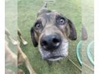 Catahoula Leopard Dog-Doberman Pinscher Mix DOG FOR ADOPTION RGADN-1244236 -