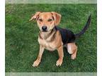 Beagle Mix DOG FOR ADOPTION RGADN-1244238 - SOURDOUGH SAM - Beagle / Mixed