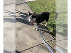 Huskies Mix DOG FOR ADOPTION RGADN-1244240 - XENA - Husky / Mixed (medium coat)