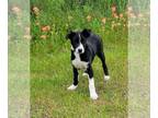 Border Collie Mix DOG FOR ADOPTION RGADN-1244265 - Trooper - Border Collie /