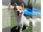 Chow Chow-Huskies Mix DOG FOR ADOPTION RGADN-1244268 - KAI - Husky / Chow Chow /