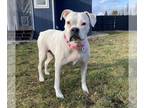 Boxer DOG FOR ADOPTION RGADN-1244294 - Cheyenne - Boxer (short coat) Dog For