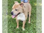 American Staffordshire Terrier Mix DOG FOR ADOPTION RGADN-1244295 - Scooby Doo -