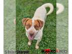Chinese Shar-Pei Mix DOG FOR ADOPTION RGADN-1244300 - Sharpie - Shar Pei /