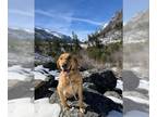 Labrador Retriever Mix DOG FOR ADOPTION RGADN-1244301 - Honey - Labrador