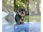 Shih Tzu DOG FOR ADOPTION RGADN-1244312 - Edward - Shih Tzu Dog For Adoption