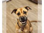 Boxer Mix DOG FOR ADOPTION RGADN-1244333 - Ms. Mac - Boxer / Terrier / Mixed