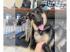 German Shepherd Dog DOG FOR ADOPTION RGADN-1244334 - Ghost - German Shepherd Dog