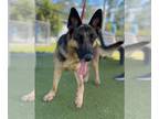 German Shepherd Dog DOG FOR ADOPTION RGADN-1244335 - APHRODITE - German Shepherd