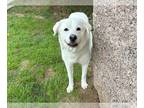 Labrenees DOG FOR ADOPTION RGADN-1244346 - PALOMA - Labrador Retriever / Great