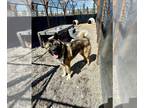 Akita-German Shepherd Dog Mix DOG FOR ADOPTION RGADN-1244354 - KUZCO - Akita /