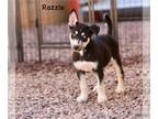 Greater Swiss Mountain Dog-Huskies Mix DOG FOR ADOPTION RGADN-1244355 - Razzle -