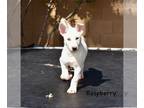 Australian Shepherd-Siberian Husky Mix DOG FOR ADOPTION RGADN-1244357 -