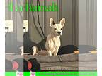 Boston Terrier-Jack Russell Terrier Mix DOG FOR ADOPTION RGADN-1244370 - Hannah