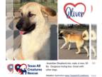 Anatolian Shepherd Mix DOG FOR ADOPTION RGADN-1244399 - Oliver - Anatolian