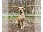 Great Dane DOG FOR ADOPTION RGADN-1244401 - Dolly - Great Dane / Labrador