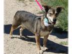 Dorgi DOG FOR ADOPTION RGADN-1244407 - Daisey - Dachshund / Corgi / Mixed