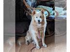 Eurasier-Huskies Mix DOG FOR ADOPTION RGADN-1244429 - CYAN - Husky / Eurasier /