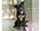 Labrador Retriever DOG FOR ADOPTION RGADN-1244439 - Enes - Labrador Retriever /