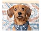 Dachshund DOG FOR ADOPTION RGADN-1244440 - Milo - Dachshund / Terrier Dog For