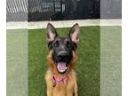 German Shepherd Dog DOG FOR ADOPTION RGADN-1244446 - Gunner - German Shepherd