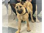 Shepradors DOG FOR ADOPTION RGADN-1244471 - Freddie - German Shepherd Dog /