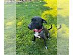 Labrador Retriever Mix DOG FOR ADOPTION RGADN-1244477 - Tatum - Labrador