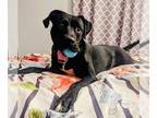 American Pit Bull Terrier-Golden Retriever Mix DOG FOR ADOPTION RGADN-1244490 -