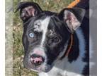 Border Collie-Catahoula Leopard Dog Mix DOG FOR ADOPTION RGADN-1244491 - Marbles