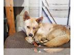 Australian Shepherd Mix DOG FOR ADOPTION RGADN-1244503 - Pluma - Australian