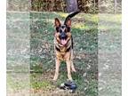 German Shepherd Dog DOG FOR ADOPTION RGADN-1244511 - Shadow - German Shepherd