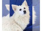 American Eskimo Dog Mix DOG FOR ADOPTION RGADN-1244517 - Petite White - American