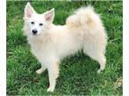 American Eskimo Dog DOG FOR ADOPTION RGADN-1244518 - Liza White - American