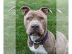 American Pit Bull Terrier Mix DOG FOR ADOPTION RGADN-1244520 - Jonas - Pit Bull