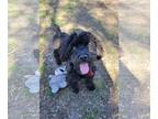 Poodle (Miniature) Mix DOG FOR ADOPTION RGADN-1244521 - Souvlaki - Yorkshire