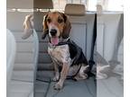 Beagle DOG FOR ADOPTION RGADN-1244530 - RUGER (COURTESY POST) - Beagle Dog For