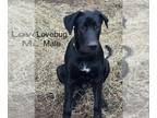 Great Dane Mix DOG FOR ADOPTION RGADN-1244548 - Lovebug - Great Dane / Belgian