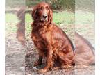 Irish Setter DOG FOR ADOPTION RGADN-1244549 - Punkin - Irish Setter Dog For