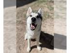 Alusky DOG FOR ADOPTION RGADN-1244563 - AVALANCHE - Siberian Husky / Alaskan