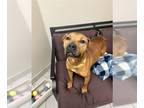 Boxer DOG FOR ADOPTION RGADN-1244567 - ITTY BITTY - Boxer (medium coat) Dog For