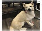 Akita-Huskies Mix DOG FOR ADOPTION RGADN-1244583 - BRUCE - Akita / Husky / Mixed